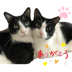 [LINEスタンプ] 兄弟ハチワレねこ。