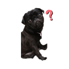 [LINEスタンプ] 黒パグくろまめちゃん