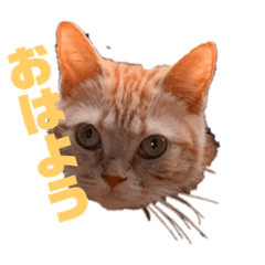 [LINEスタンプ] 茶スタ3