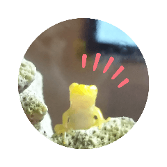 [LINEスタンプ] 幸運の黄色いカエル yellow Frog