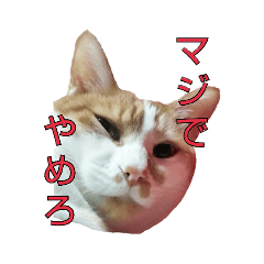[LINEスタンプ] たまごねこねこ3