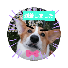 [LINEスタンプ] コーギー犬メルのスタンプ第二段