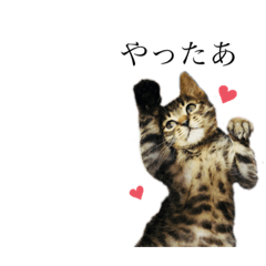 [LINEスタンプ] 黒猫とキジトラ。with猫