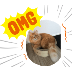 [LINEスタンプ] みにゃととかにゃい