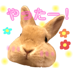 [LINEスタンプ] のんびりうさぎたちの日常