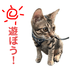 [LINEスタンプ] ミーちゃんの日常です