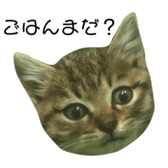 [LINEスタンプ] うちのゴローさん スタンプ