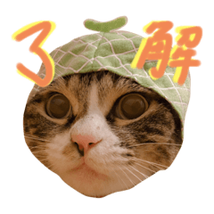 [LINEスタンプ] よしだ家のにゃんこたち