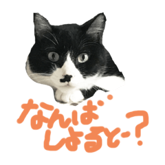 [LINEスタンプ] 猫だってトークしたい