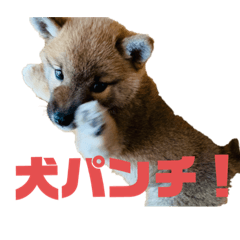 [LINEスタンプ] 柴犬…？…な犬のスタンプ