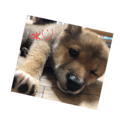 [LINEスタンプ] まめの日常♡