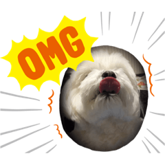 [LINEスタンプ] マルチーズの日々