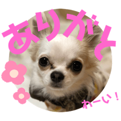 [LINEスタンプ] まっしろチワワスタンプ