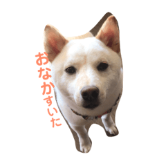 [LINEスタンプ] 世界でいちばんかわいいハクくん