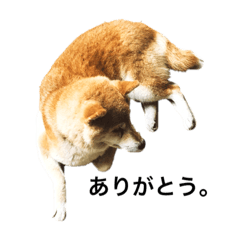 [LINEスタンプ] 柴犬そらちゃんのスタンプ
