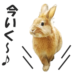 [LINEスタンプ] うさぎのもど君