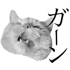 [LINEスタンプ] 一言猫2019 2