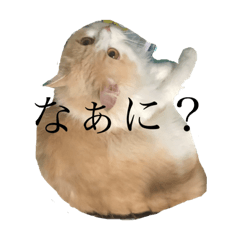 [LINEスタンプ] うちのねっこ。