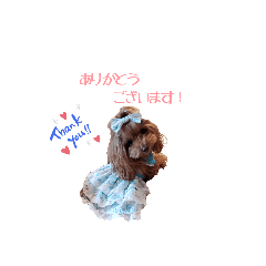 [LINEスタンプ] トイプードルの日常スタンプ3