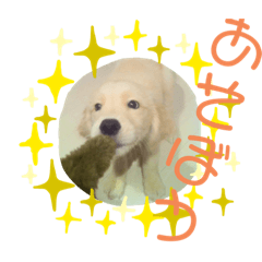 [LINEスタンプ] ゴールデンレトリバー(アリエス)①@hana