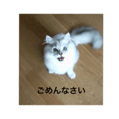 [LINEスタンプ] 動物たちの呟き ph1