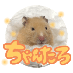 [LINEスタンプ] ちゃんたまご