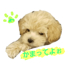[LINEスタンプ] マルプーわさびの日常(U´・ェ・)