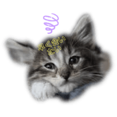 [LINEスタンプ] 〜犬・猫好きのあなたのためのスタンプ〜