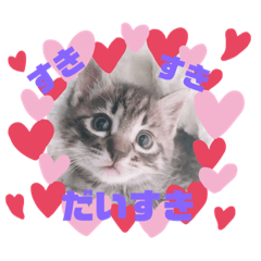 [LINEスタンプ] にゃんこパラダイス