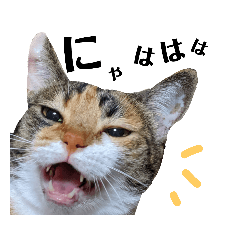 [LINEスタンプ] 三毛猫おはぎちゃん【実写】