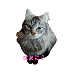 [LINEスタンプ] ぁむちゃん
