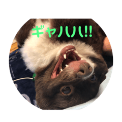 [LINEスタンプ] ゆめ・ココアのスタンプ！