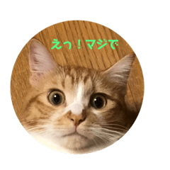 [LINEスタンプ] 茶猫のスタンプ