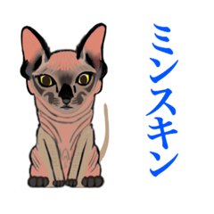 [LINEスタンプ] 猫シュシュシュ、ろく