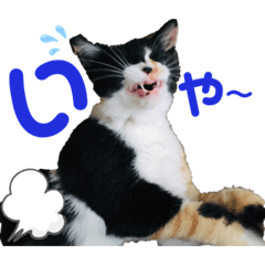 [LINEスタンプ] BELLちゃんのスタンプ