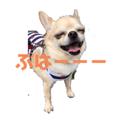 [LINEスタンプ] かぼすとせろりとぐれ
