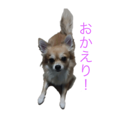 [LINEスタンプ] チワワ そらちゃん＆ハッピー