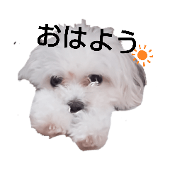 [LINEスタンプ] マルプーのクルミ