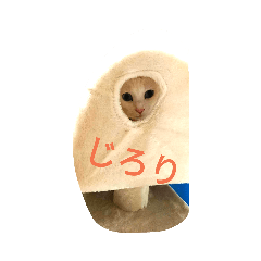 [LINEスタンプ] 可愛いねこきらきら
