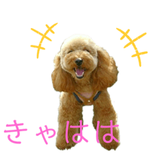 [LINEスタンプ] トイプーマモの戯言2