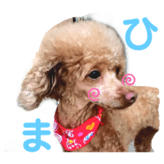 [LINEスタンプ] トイ・プードルのリリ