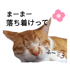[LINEスタンプ] 上から目線な猫たち