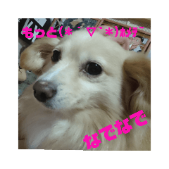 [LINEスタンプ] ポメックスの日常⑤