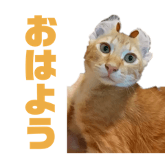 [LINEスタンプ] かあさんがつかうすたんぷ