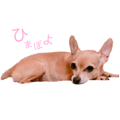 [LINEスタンプ] てみちゃんのきもち