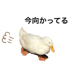 [LINEスタンプ] ろくと、仲間たち