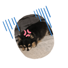 [LINEスタンプ] チワるんるん