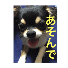 [LINEスタンプ] べこ君の気持ち ロングコートチワワ