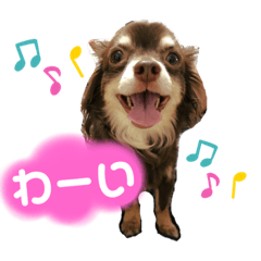 [LINEスタンプ] チワワ☆わんぱくソラ