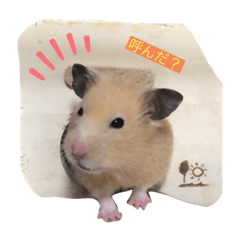 [LINEスタンプ] ミルク＆もちの日常スタンプ